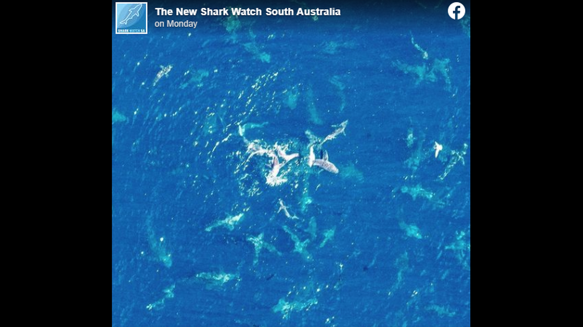 The hundreds of sharks were seen competing with sea birds in a feeding frenzy off southern Australia’s Kangaroo Island, reported photographer Luke Stevens.