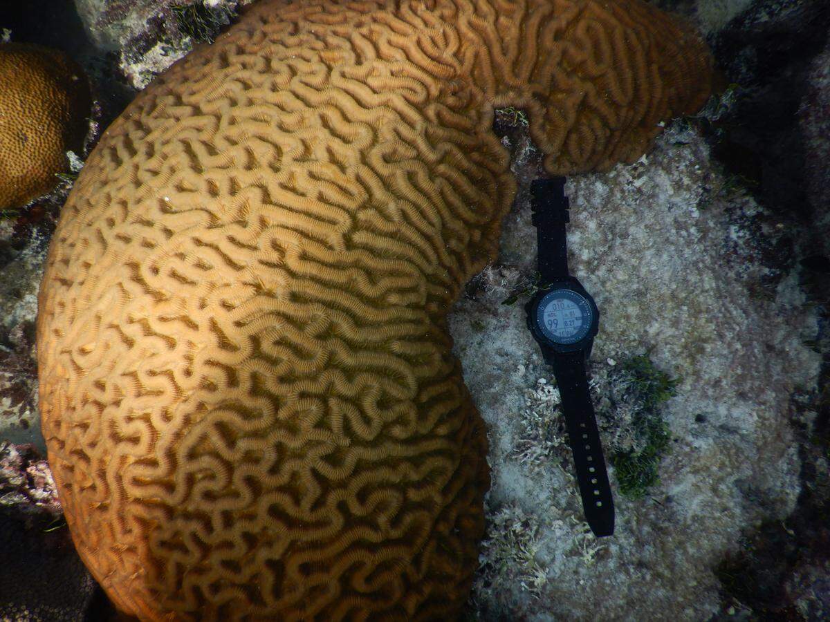 A device monitors coral at Cheeca Rocks in the Keys on May 17. This is a long-term monitoring site for NOAA’s Atlantic Oceanographic and Meteorological Laboratory Coral Program. The water temperature was 86 degrees, and this year marks the earliest that water temperatures have ever exceeded average values typically seen in August. Last year, this was reached on May 21st, but this year, the August average temperatures were reached on May 17th. 