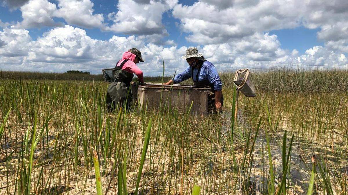 Researchers from Florida International University sample for aquatic animals in the Florida Everglades, including the invasive Asian swamp eel. A new paper suggests these eels are devouring tiny fish and crayfish at an alarming rate.