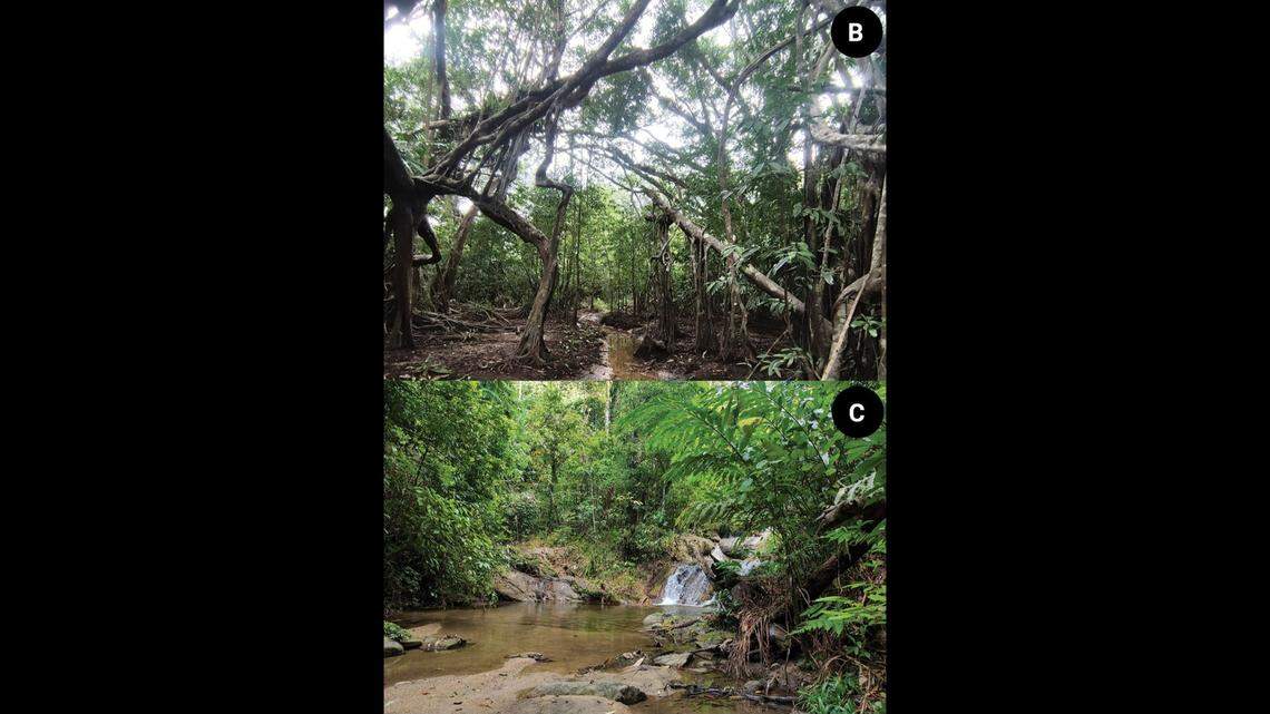 Scientists found the new species of tarantula in the Phang-Nga province of Thailand.