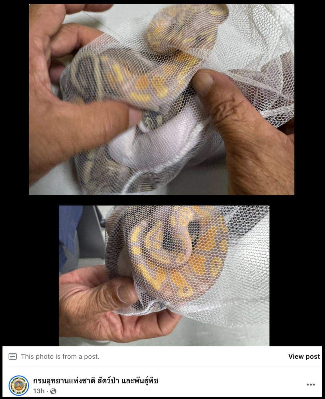Three ball pythons were found in a soft mesh bag in the man’s underwear, officials said.