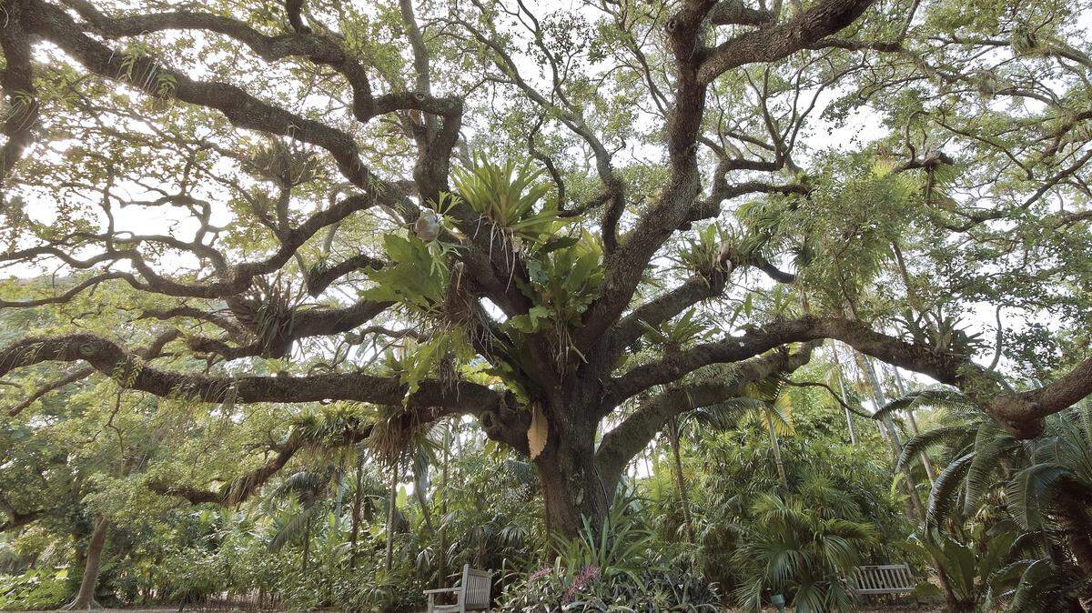 A nap, or at least a sit, in this oak’s embrace would renew mind, body, and spirit.
