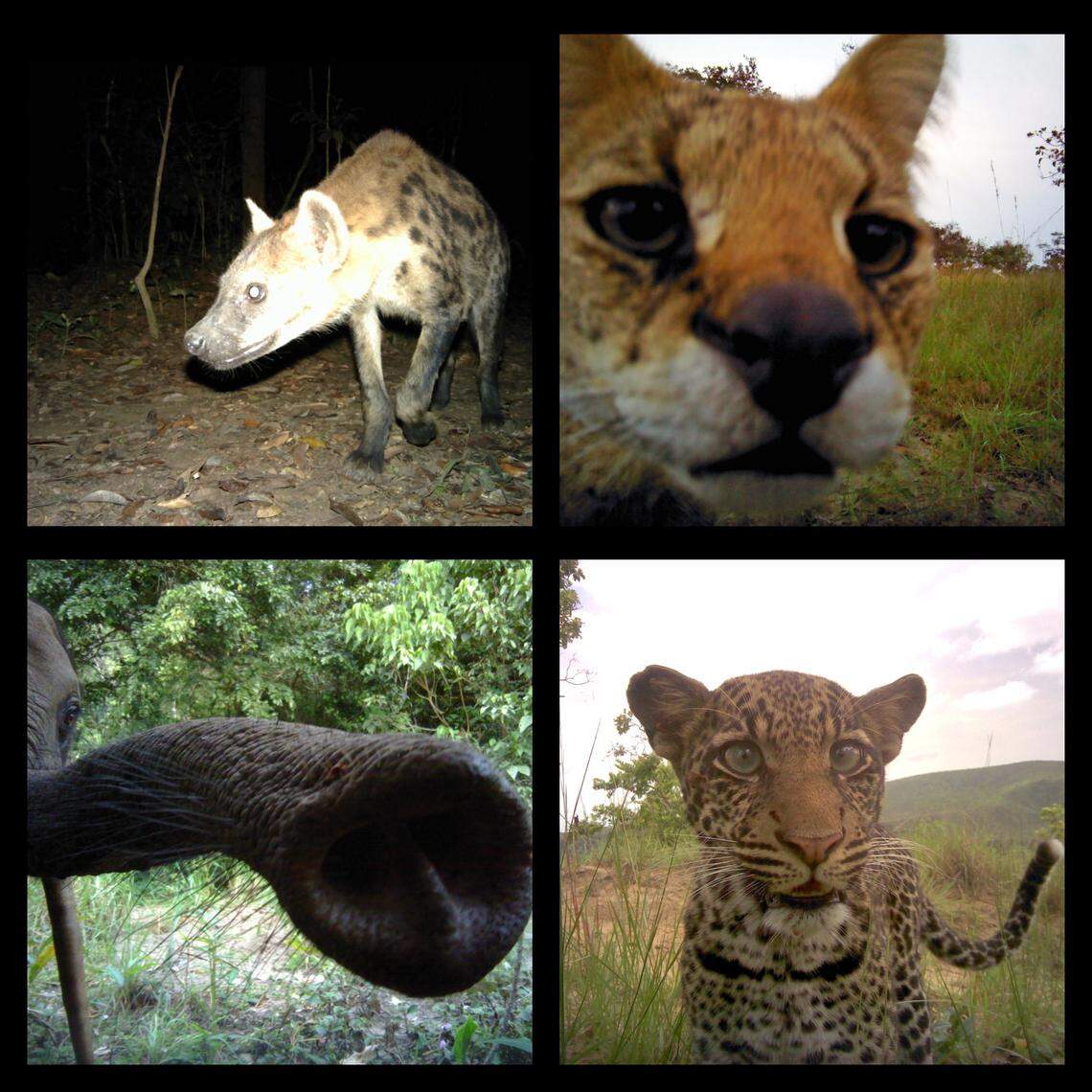 Many other creatures call the national park home and have been captured on the trail cameras installed as part of the big cat projects.