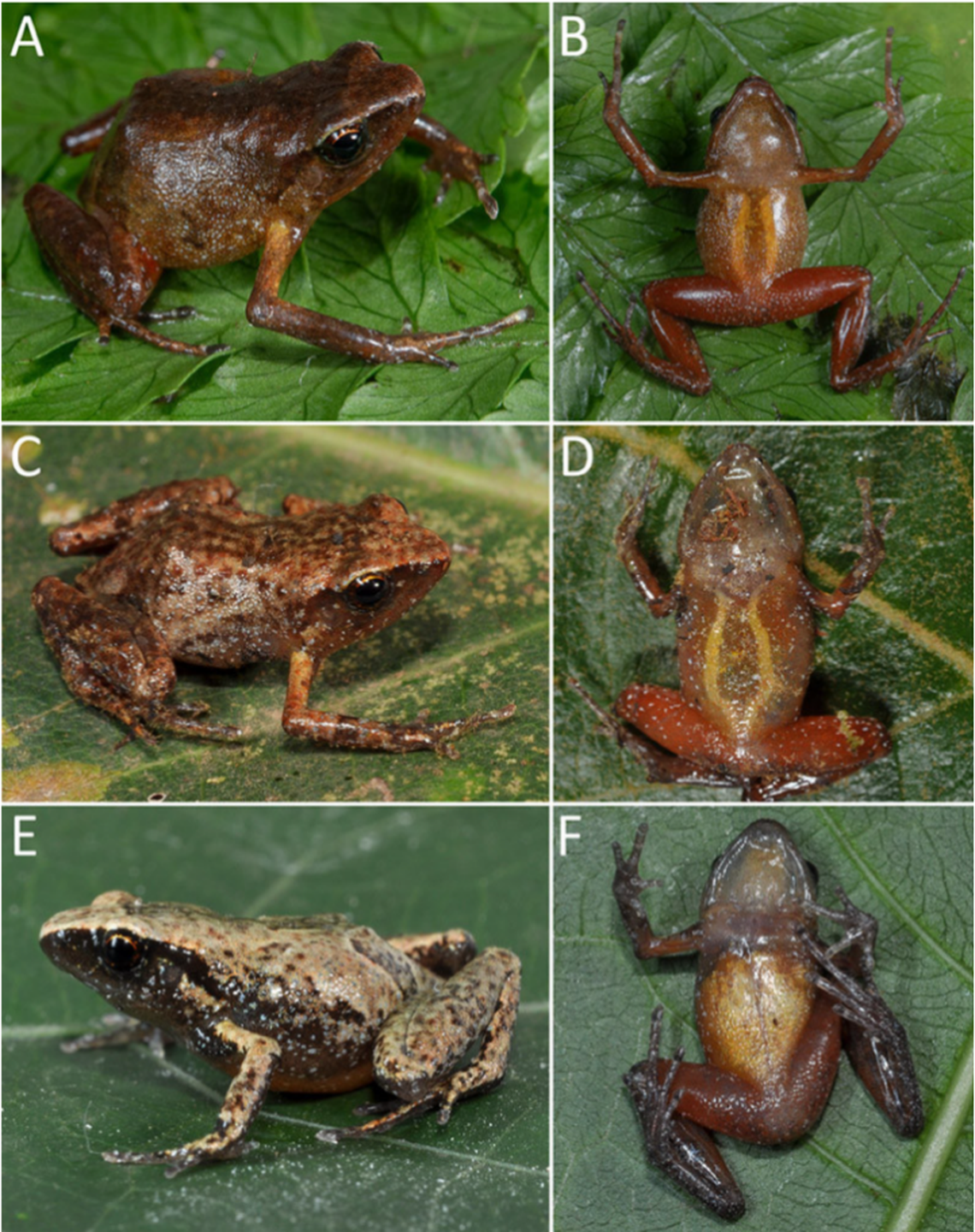 Several Arthroleptis nyungwensis, or Nyungwe squeaker frogs, on plants.