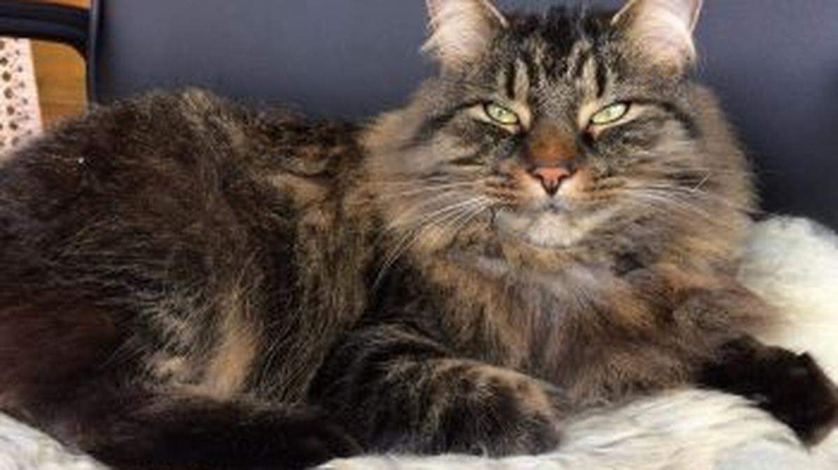 A cat performs the eye narrowing technique.