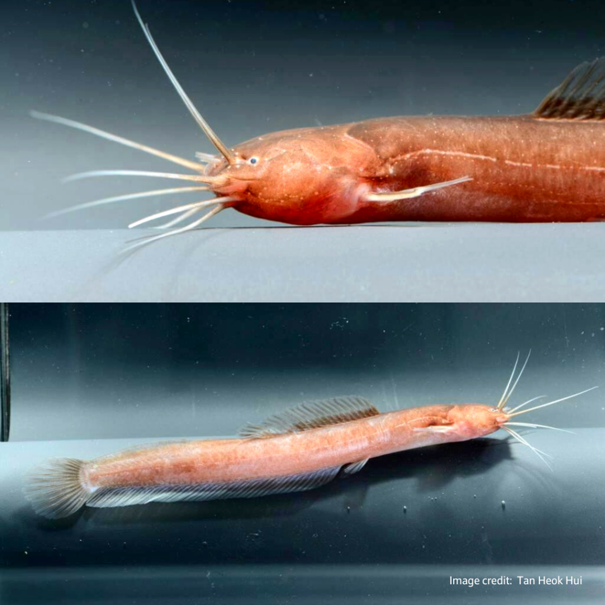 Live specimen of the catfish.