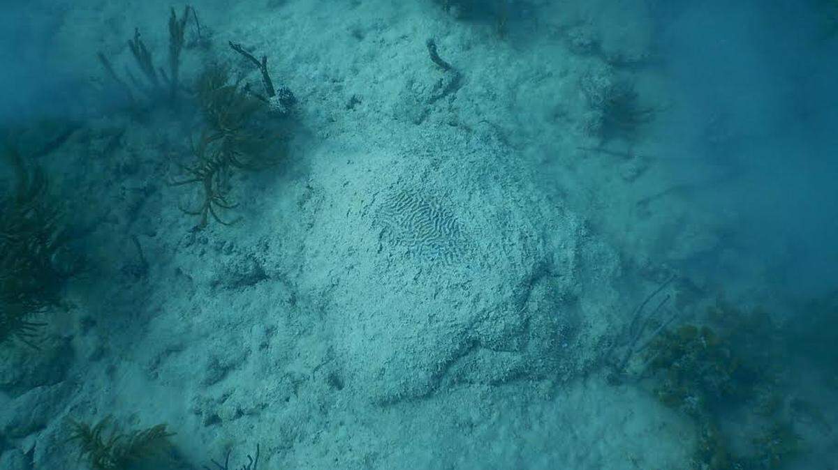The skeleton of a dead coral, smothered by sediment raised by the dredging of Port Miami.