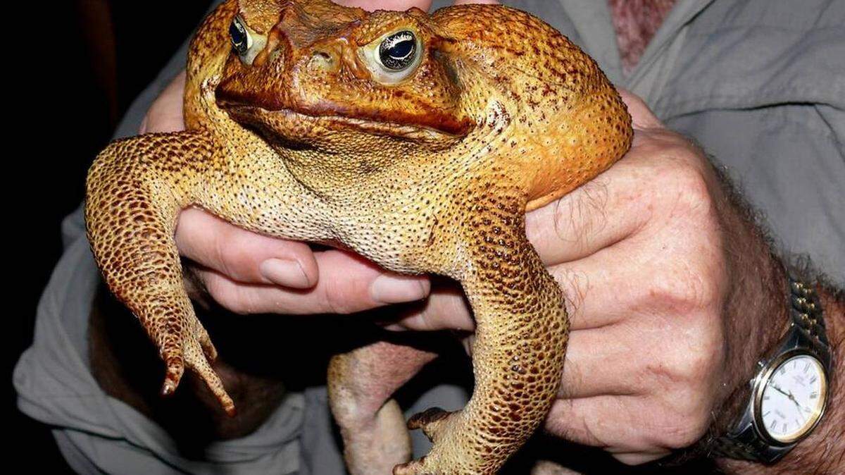 Cane or Bufo toad are here and more are coming to South Florida thanks to recent rains and breeding season.