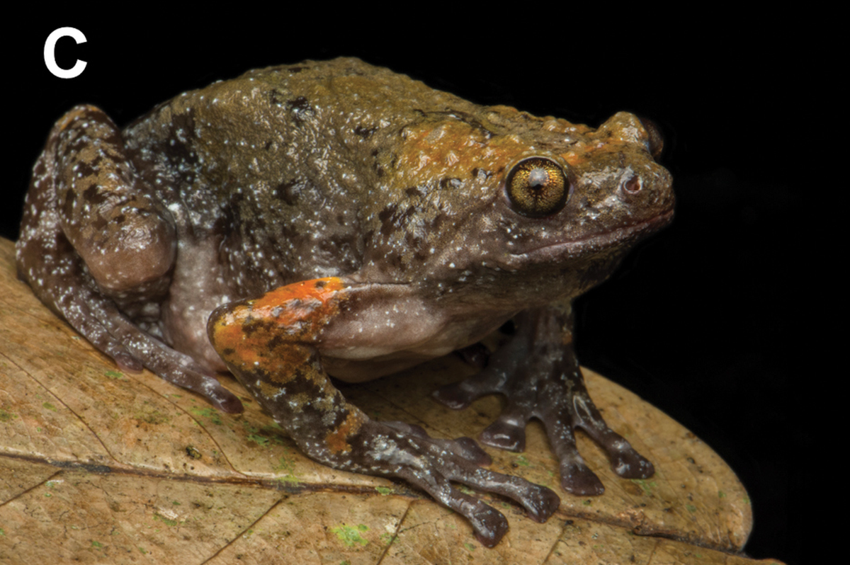 The new species has “golden” eyes and particularly large toe disks, making it a good climber, researchers said.