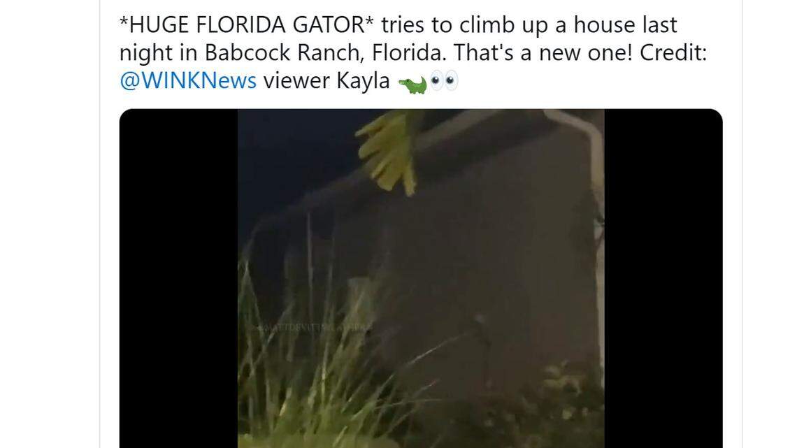 An alligator was caught on video trying to climb the side of a home in a residential neighborhood in Punta Gorda, Florida/KAYLA RONQUILLO/WINK NEWS TWITTER SCREENSHOT