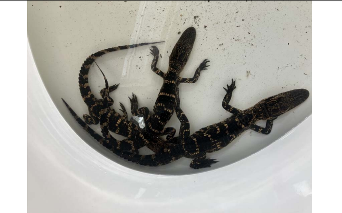 Alligator eggs typically hatch “from mid-August through early September,” suggesting the five alligators were 2 to 3 months old.