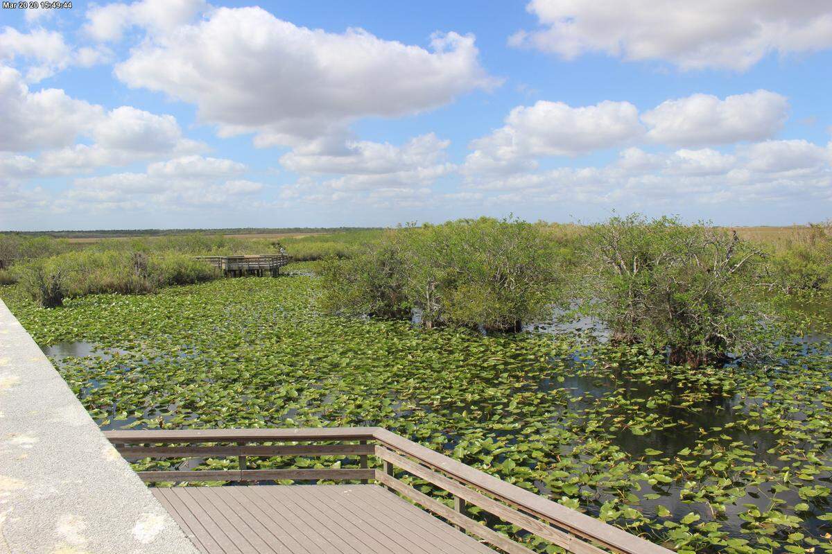 Anhinga Trail is very close to the park’s Ernest F. Coe Visitor Center and is a popular spot for visitors.