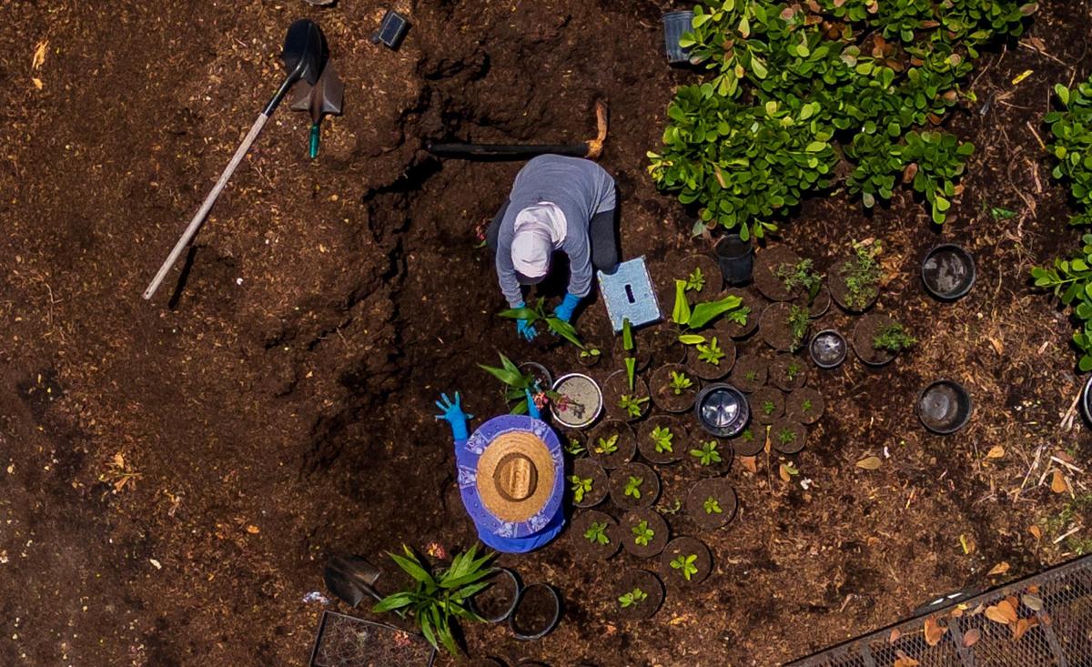 An aerial view of farmworker Roselia (top) and her daughter Cristal working at a plant nursery in the Homestead area on Thursday, July 24, 2025.