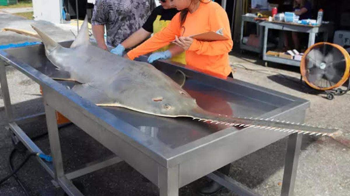Scientists conduct a necropsy on a smalltooth sawfish that died in the Florida Keys between January and March 2024.