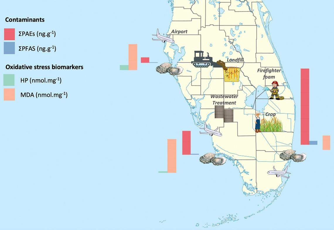 This chart indicates the levels of various polluting PFAS found in various oysters across Florida, as well as graphic representations of potential sources of the chemicals. The oysters in Biscayne Bay were, by far, the most contaminated.