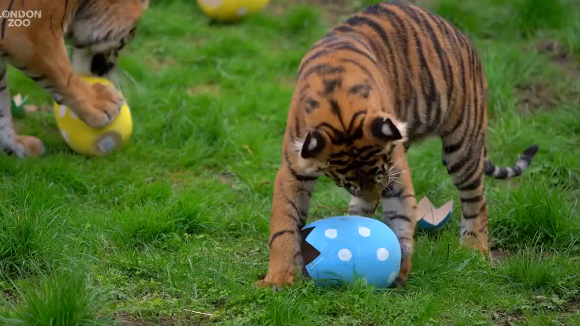 Zookeepers at the London Zoo put out play Easter eggs for the tigers, meerkats and monkeys. An adorable video shows the excited animals.