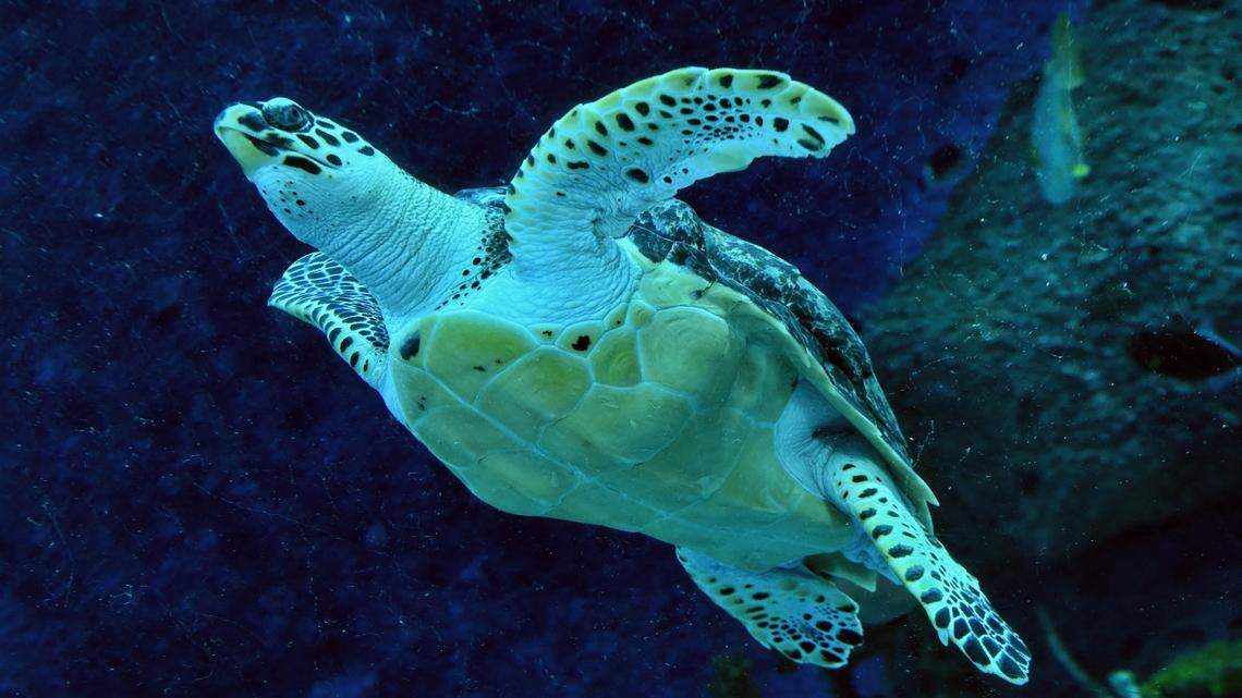 What Is a Hawksbill Turtle and Why Are They Endangered