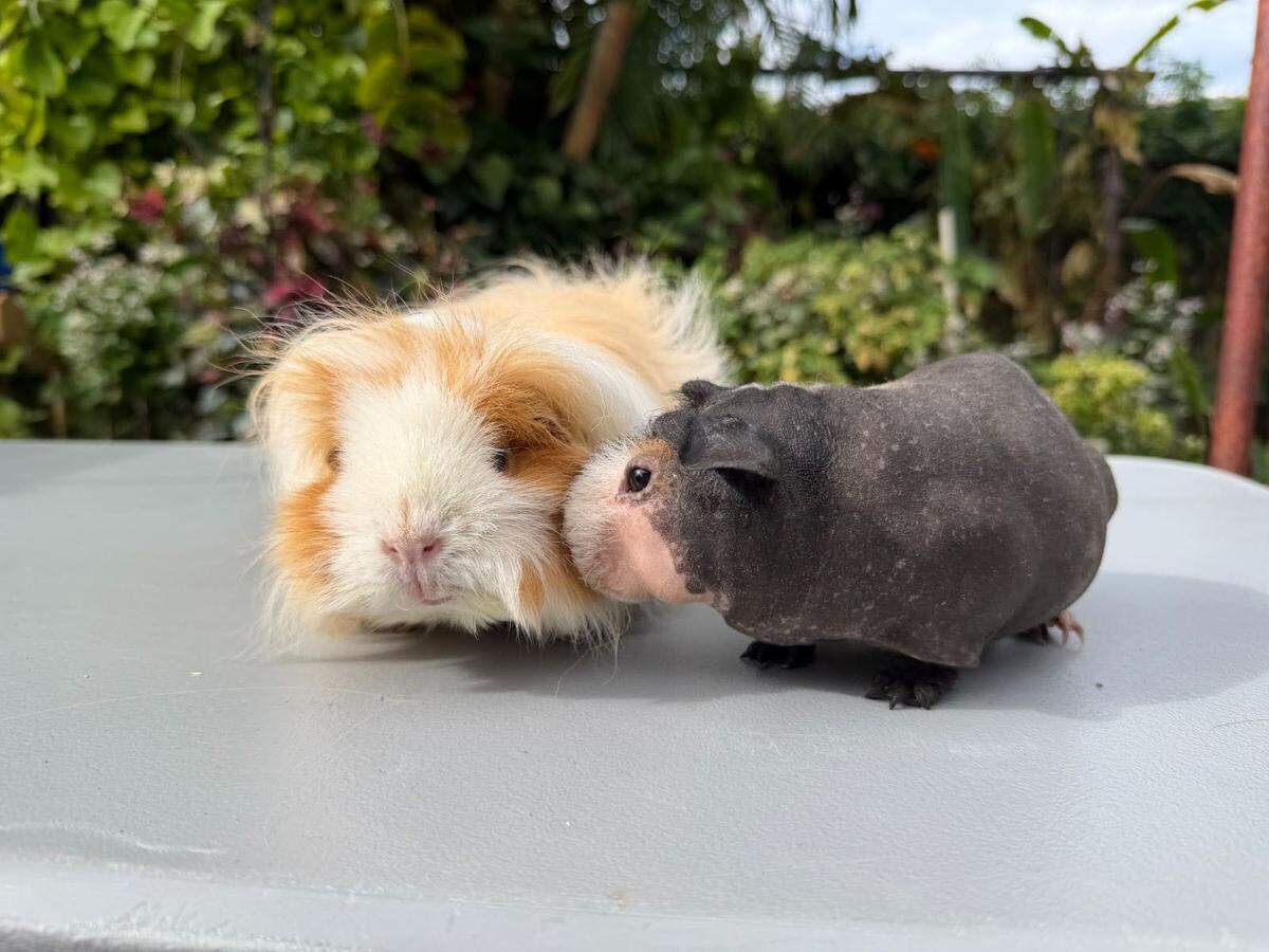 Guinea pigs Miss Piggy (left) and Fuzzbuzz (right).
