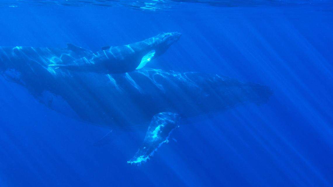 Researchers tracked whales, not the ones pictured, on the eastern coast of Australia.
