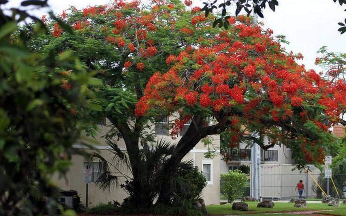 A Royal Poinciana tree blooms.
