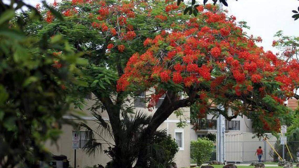 A Royal Poinciana tree blooms.