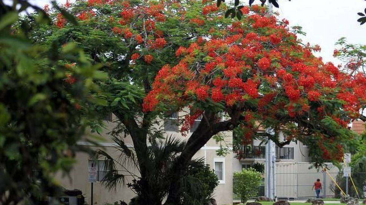 A Royal Poinciana tree blooms.