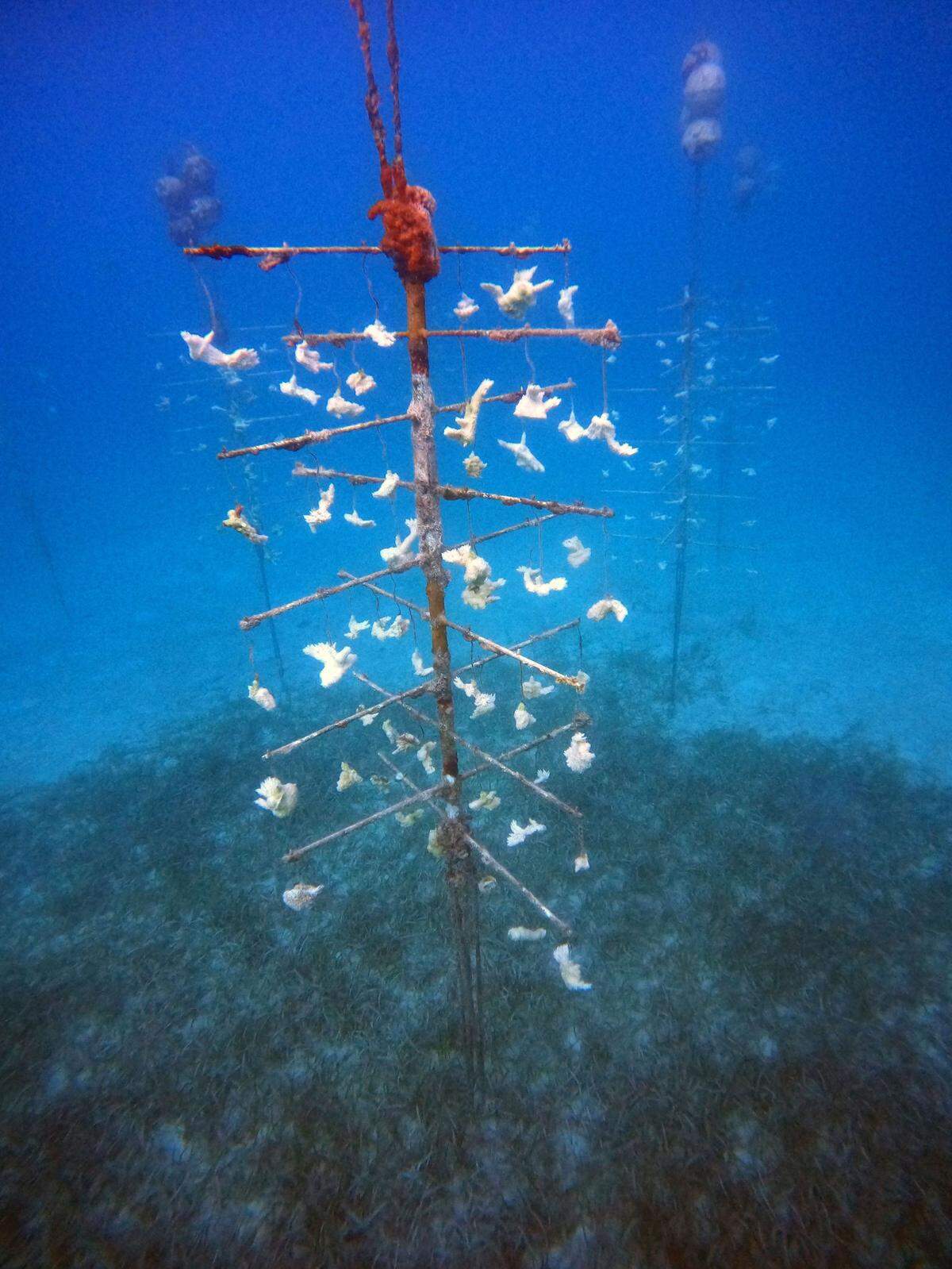 Metal trees covered in fragments of Elkhorn corals all bleached and died in the extreme ocean hear Looe Key in the Florida Keys experienced in the past few weeks. Researchers said they found “100% mortality” of corals at the nursery. 
