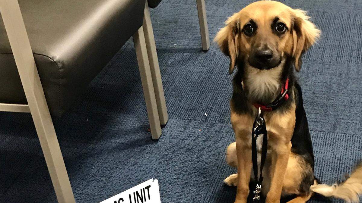 Mickey the puppy was the victim of sexual abuse, according to Miami police.