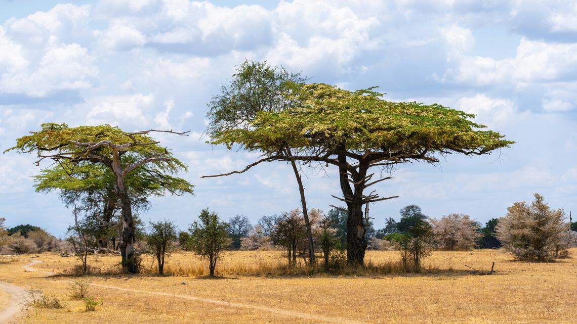 Motion-activated cameras in two wildlife protection areas in Tanzania captured an exceptionally rare creature walking down the roads.