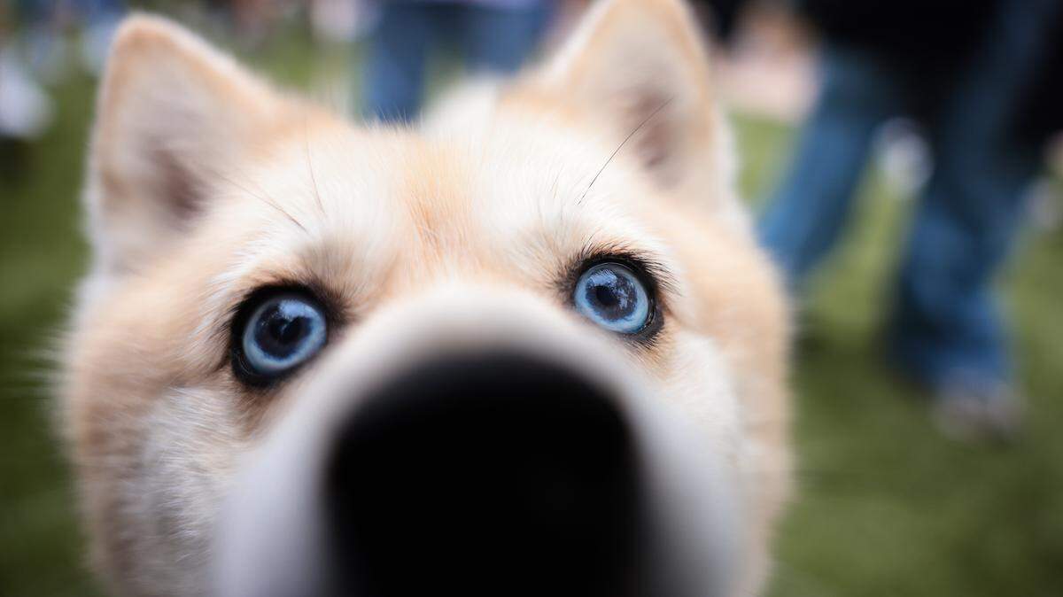Luna Bella, a Pomeranian-husky mix, sits on the turf during the grand opening of the Chewy Bark Park at 4579 Ponce de Leon Blvd. in Coral Gables, Fla., Saturday, Jan. 31, 2026