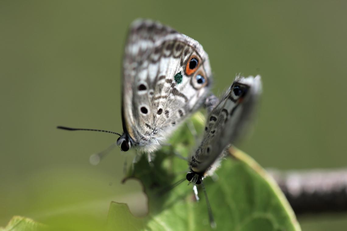 Two Miami Blue butterflies released at Long Key State Park earlier this month to help establish another population of the disappearing butterflies began mating moments after their release.