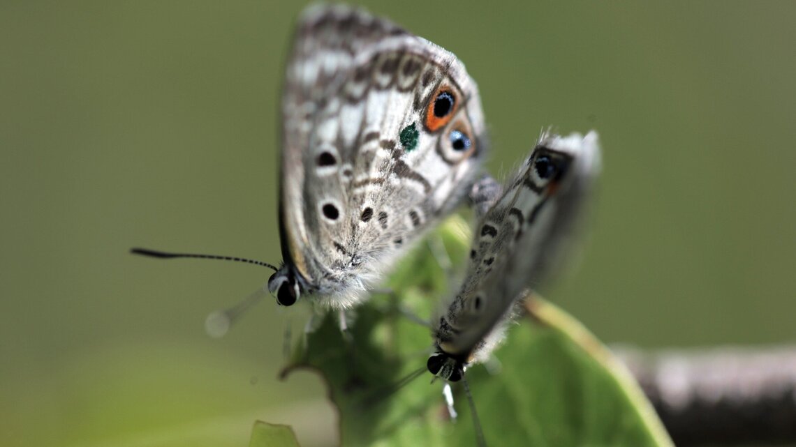 How rare butterflies show impacts of climate change on South Florida