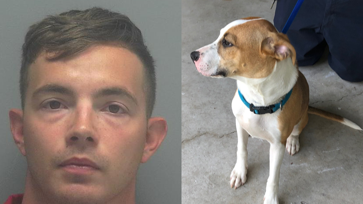 Joshua Schlotmann (left) faces aggravated animal cruelty charges after the Lee County Sheriff’s Office received a video showing the 29-year-old punching his dog Thanos (right).  