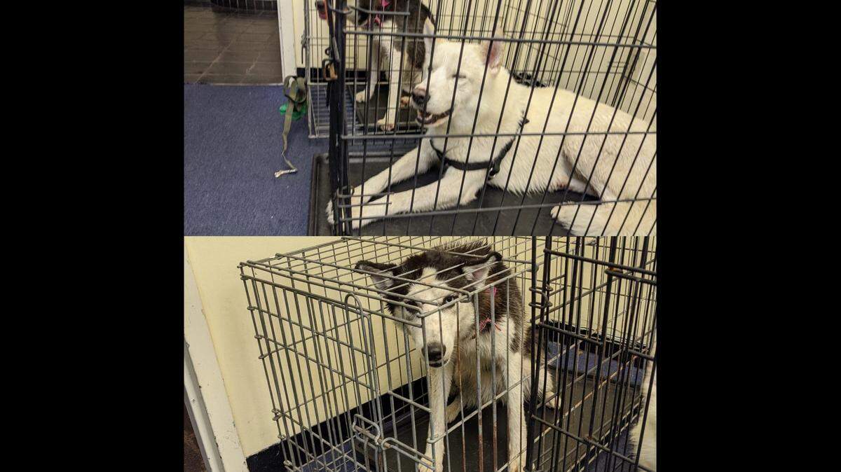 These dogs with signs of ownership were found together by Coral Gables Police Monday morning.