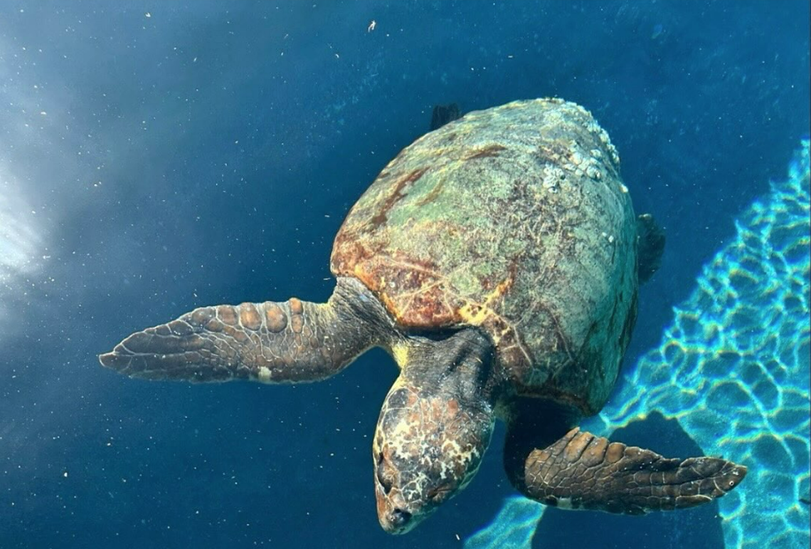 The loggerhead turtle was estimated at 3.5 feet long and weighed as much as 200 pounds, the Florida Fish and Wildlife Conservation Commission says.