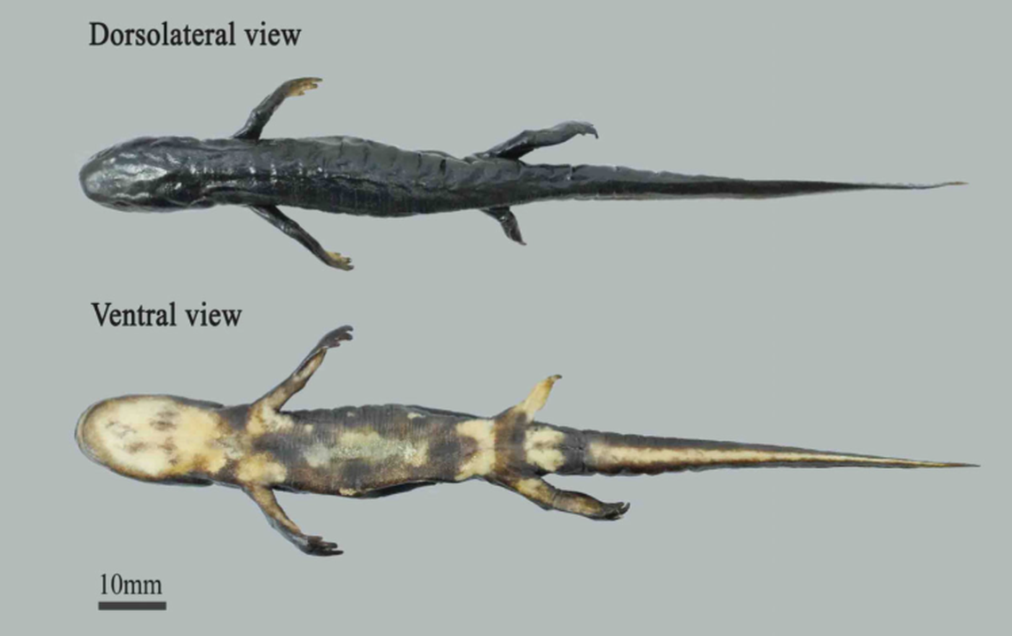 The newt has a ridge down its spine.