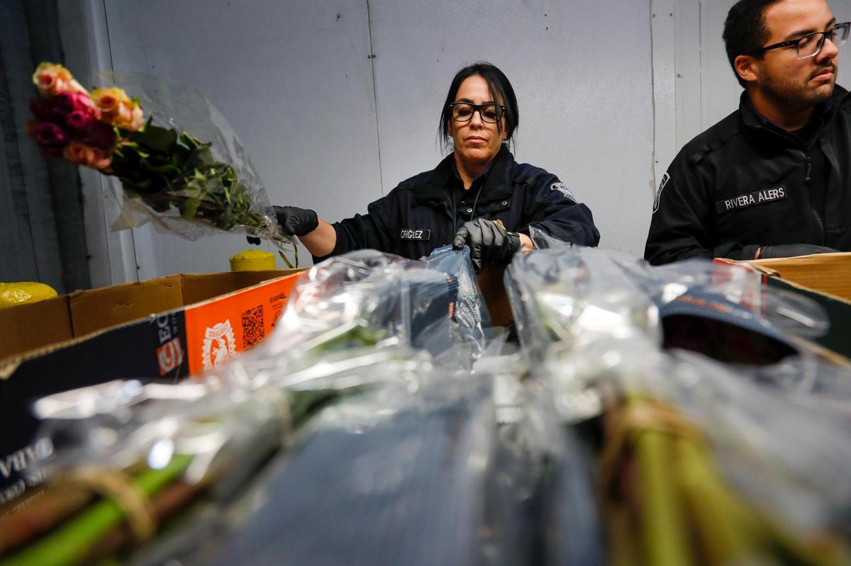 An agriculture specialist from U.S. Customs and Border Protection inspects flowers arriving at Miami International Airport on Monday, Feb. 6, 2023.