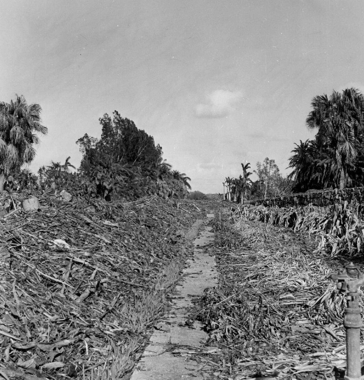 Hurricane Betsy damage at Fairchild Tropical Garden in Coral Gables.