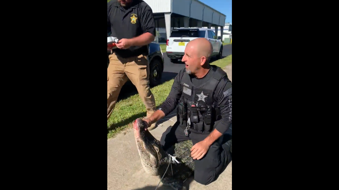 An alligator showed up in the student drop-off line on Aug. 24 at Lexington Middle School in Fort Myers, Florida.