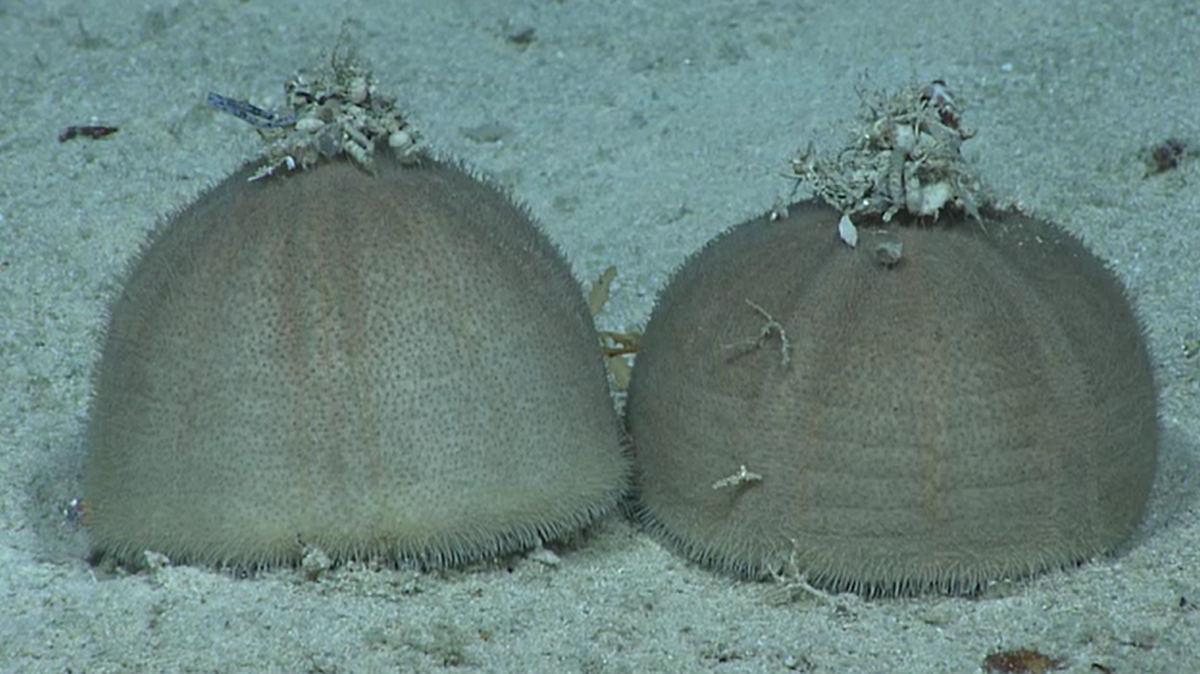 Researchers found a large gathering of sea urchins on the ocean floor all wearing “hats” made of debris, according to the NOAA.