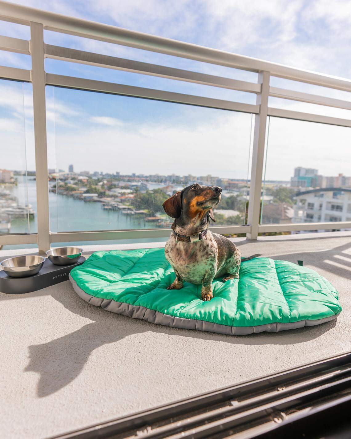 Your dog can bask in the sun alongside you at AC Hotel in Clearwater Beach.