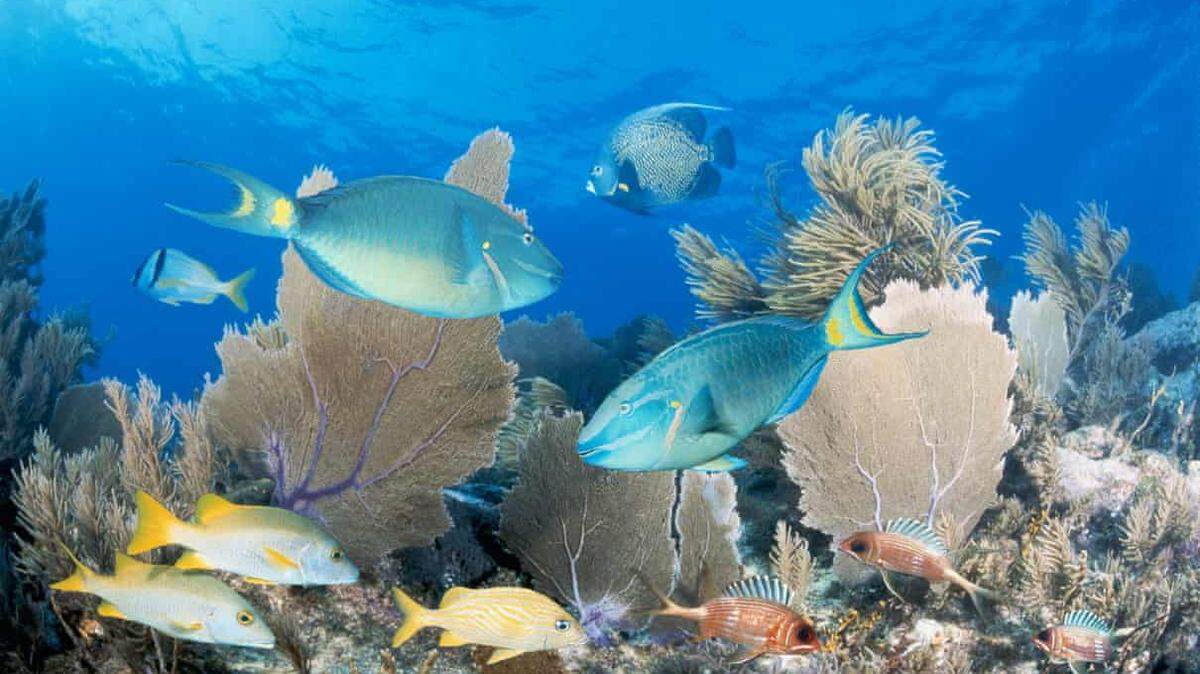 As the ocean absorbs more carbon dioxide, coral, such as these in Key Largo, are at continued risk of bleaching.