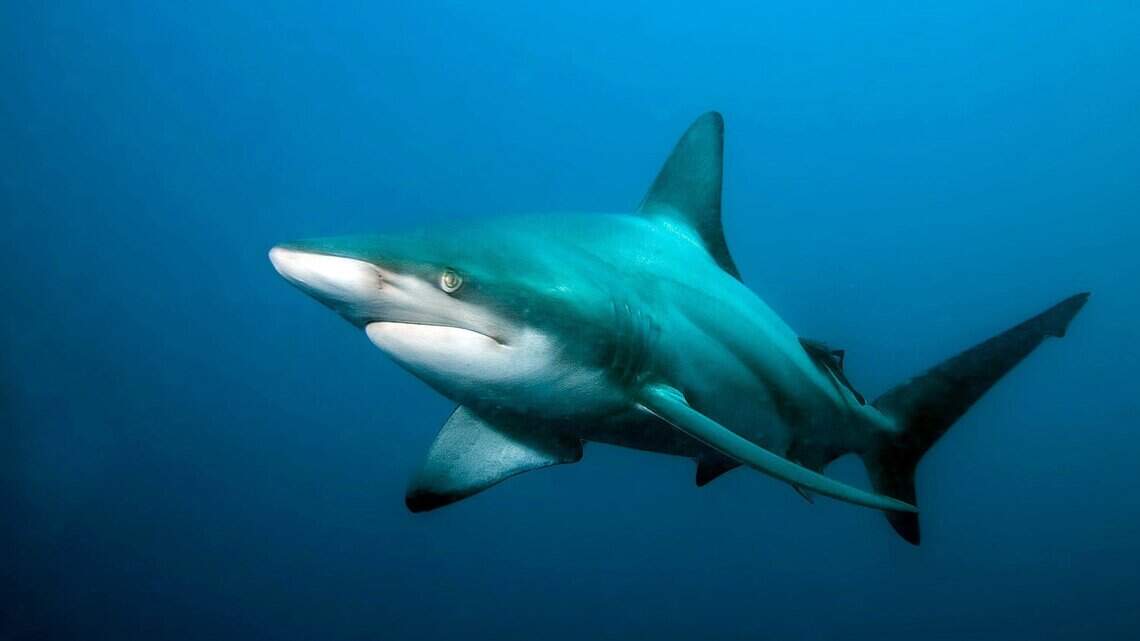 She was spearfishing in the Bahamas when a shark attacked. She did get a souvenir.