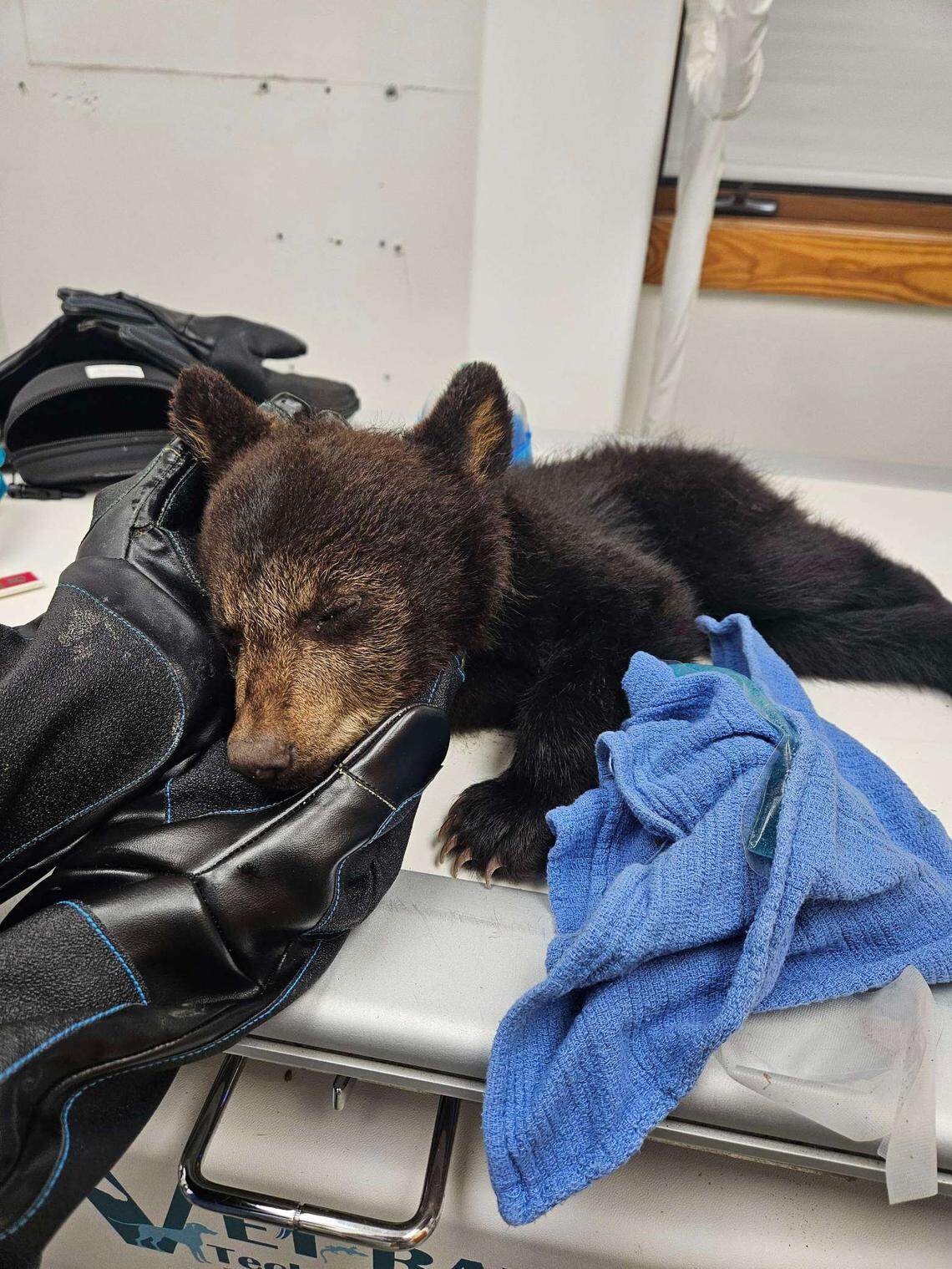 A black bear cub was rescued and admitted to the Wildlife Center of Virginia after being trapped under a boulder for days, experts said.