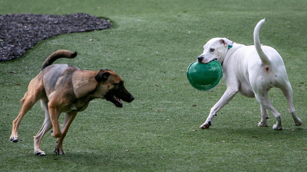 Broward County Animal Care and Adoption is offering a “Virtual Shelter”, where people can see available pets online. Miami-Dade County has a similar system.