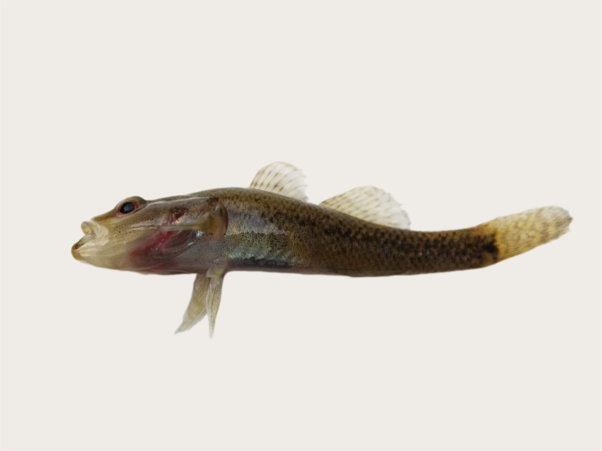 A smaller fish (not pictured) of the new species was found in the stomach of a larger fine-toothed sleeper.