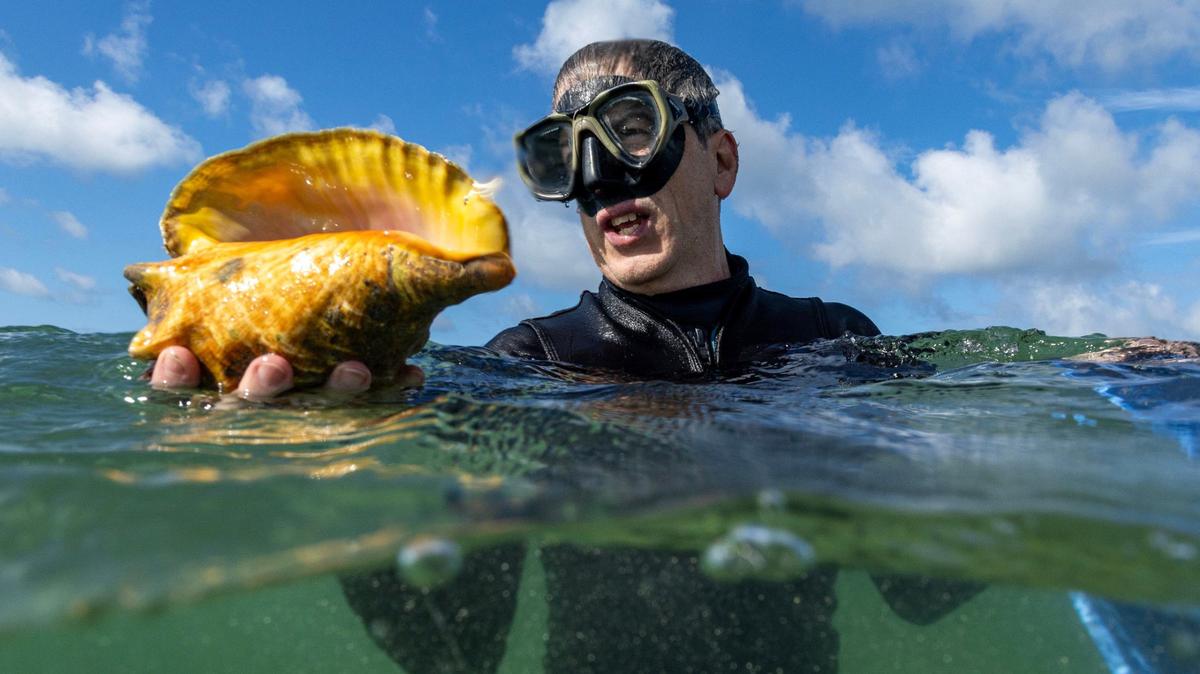 Florida Fish and Wildlife Conservation Commission associate research scientist Gabriel Delgado holds a Queen Conch during a dive with FWC on Monday, June 10, 2024, in Miami, Fla. FWC staff and volunteers collected onshore specimen to be moved to an offshore location for a higher chance of successfully reproducing.
