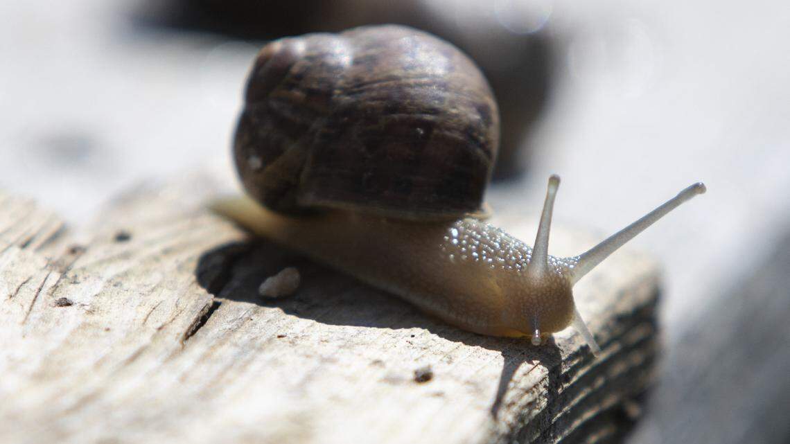 A snail is pictured at the "Wiener Schnecken" snail farm owned by breeder Andreas Gugumuck in Vienna on June 18, 2022. (Photo by Alex HALADA / AFP) / TO GO WITH AFP STORY by Anne BEADE (Photo by ALEX HALADA/AFP via Getty Images)