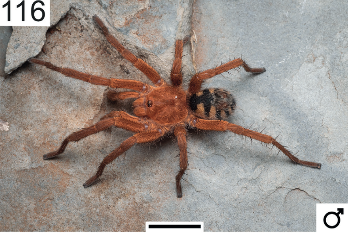 Nearly entirely orange, the species is smaller than the others with defined stripes on the abdomen.