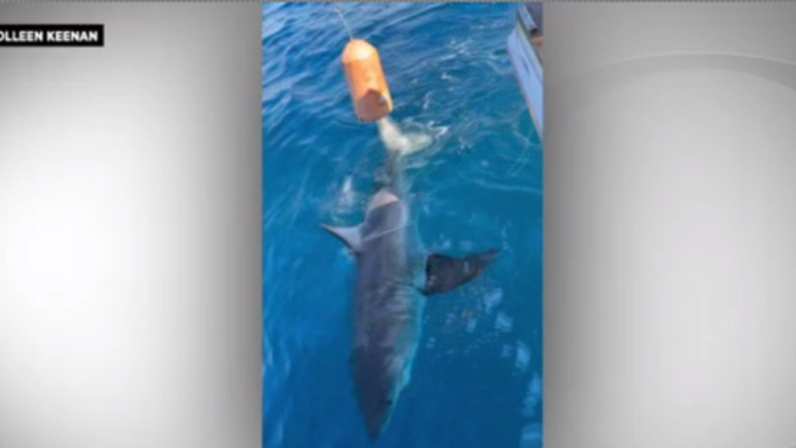 A 12-year-old boy reeled in a great white shark off Fort Lauderdale. What happened next